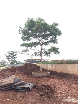 品質 海洋のゴム製船の進水のエアバッグはドック進水の持ち上がる船を乾燥する 工場